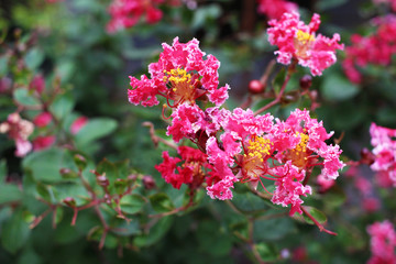 Crape myrtle