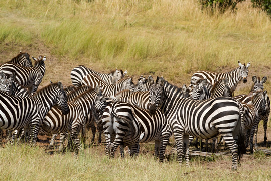 Fototapeta masai mara animals during a safari