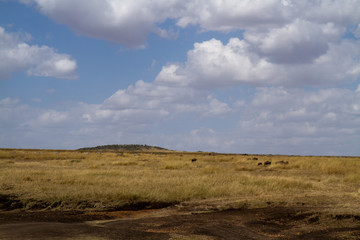masai mara wildlife