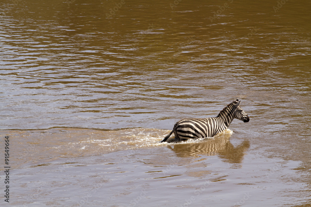 Canvas Prints masai mara river crossing during the migration season