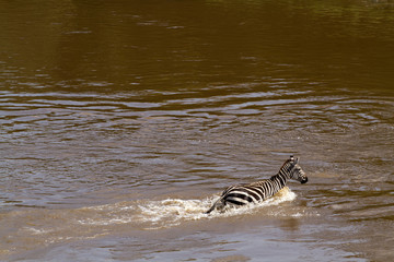 Fototapeta na wymiar masai mara river crossing during the migration season