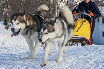 Sled dog