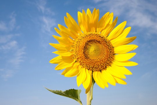 Sunflower is beautiful in Blue sky