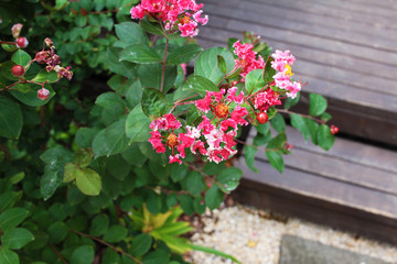 Crape myrtle