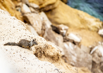 Cute little squirrel on the rock in nature