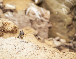 Cute little squirrel on the rock in nature