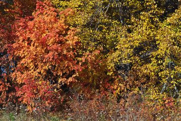 colours of autumn