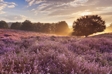 Fototapeta na wymiar Blooming heather at sunrise, Posbank, The Netherlands