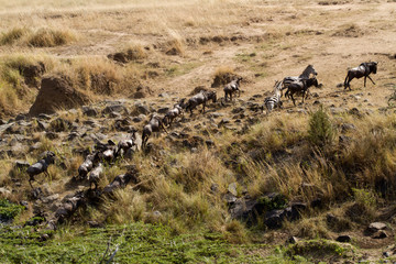Fototapeta na wymiar mara river crossing during the migration season