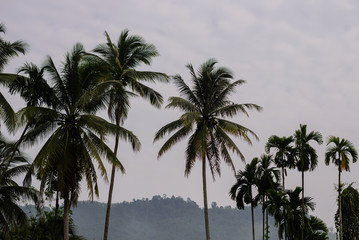 Fototapeta na wymiar coconut tree and white cloud background
