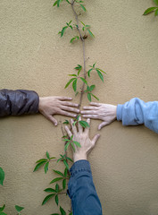 Three hands touching wall decorated with ivy