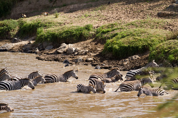 Fototapeta na wymiar masai mara crossing during the migration season