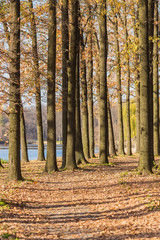 walking path in the lake side, autumn