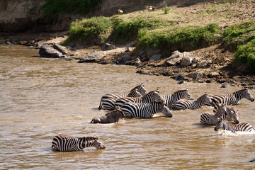 Fototapeta na wymiar migration crossing in the mara river in the masai mara reserve