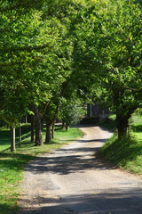 camino f