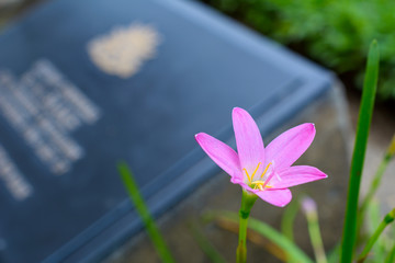 The purple flowers beside cemetery, Kanchanaburi in Thailand