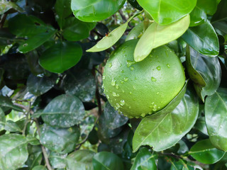 fresh young pomelo on tree and tropical garden view background