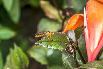 Robber fly