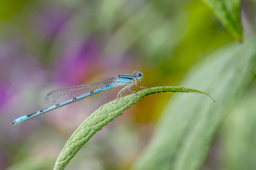 schnura heterosticta, common bluetail, is a common damselfly of the family Coenagrionidae.
