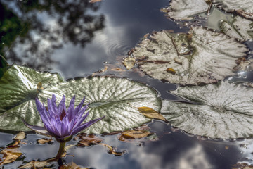 water lily