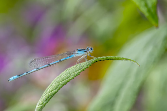 schnura heterosticta, common bluetail, is a common damselfly of the family Coenagrionidae.