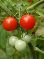 tomatoes growing in green house