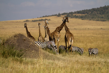 masai mara wildlife