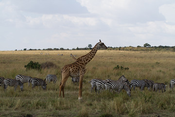 Fototapeta na wymiar masai mara wildlife