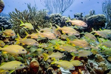 Underwater coral reef