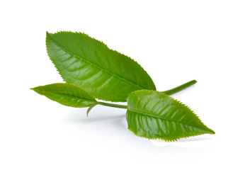 Fototapeta premium green tea leaf isolated on white background