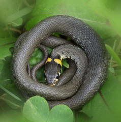 Grass snake.