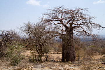 Fototapeta na wymiar nature near lake eyasi in tanzania