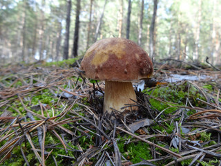 white mushroom in the forest