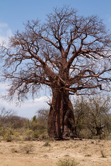 Fototapeta na wymiar nature near lake eyasi, baobab trees