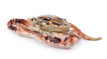  serra ted mud crab on white background