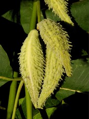 fruits and seeds with blow-ball of silkweed plant