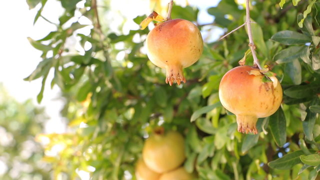 Pomegranates hanging on a branch,close up