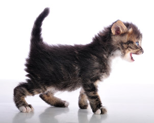 kitten with mouth open meowing