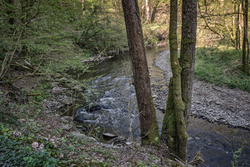 In the spring woods.