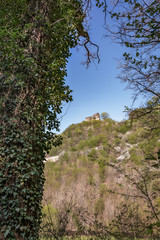 Tree with ivy and the ruins on the hill.