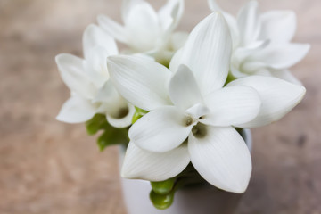 Naklejka na ściany i meble White flower Siam tulip