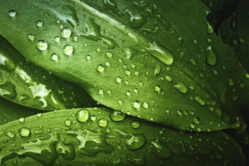 Macro closeup shot of green leafs with real rain drops on. Very useful for nature, healthy food, green design background.