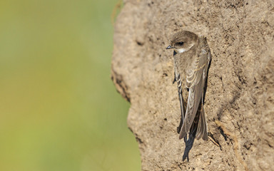 Cover with robin/Sand martin