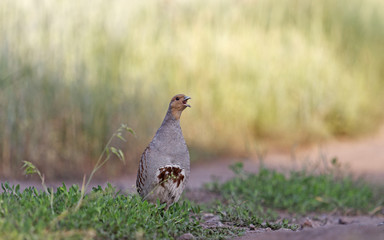 Singer partridge/Grey partridge