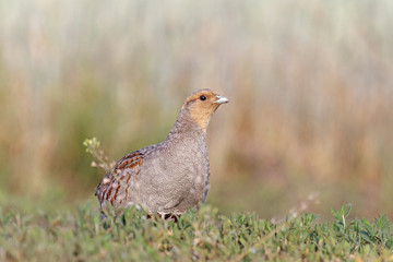 Dinner partridge/Grey partridge