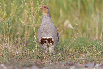 Red breast/Grey partridge