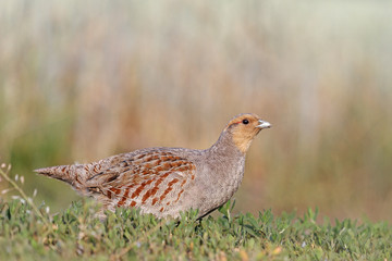 Caught red-handed/Grey partridge
