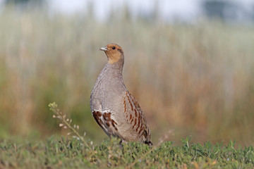 Macho/Grey partridge