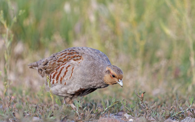 In search of/Grey partridge