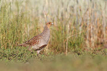 Grey partridge among the wheat field/Grey partridge